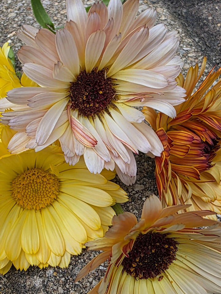Calendula Vintage Mix