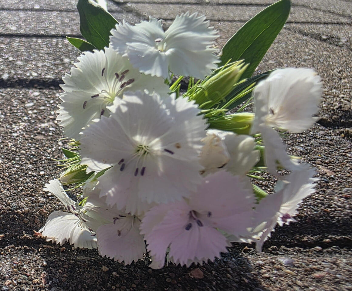Sweet William White